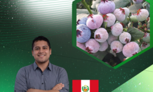 Control de Botrytis "Podredumbre gris" en cultivo de arándanos y vid.