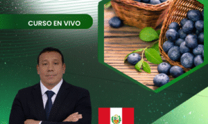 Elaboración de programas de fertirriego para el cultivo de arándanos