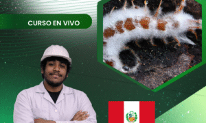 Producción de Beauveria bassiana SPP