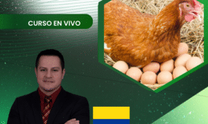 Incubación en gallinas ponedoras