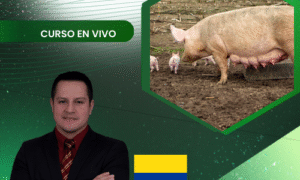 Producción de porcinos