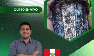 Producción semi-industrial de micorrizas