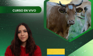 Fertilización in vitro en bovinos