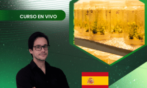 Micropropagación in vitro de arándanos