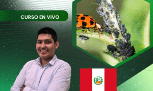 Crianza de insectos hospederos y controladores