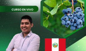 Plaguicidas en cultivo de arándanos