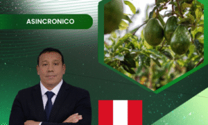 Manejo Fitosanitario en Cultivo de Palto (Aguacate)