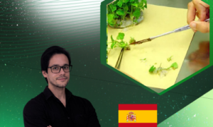 Cultivo de Meristemos
