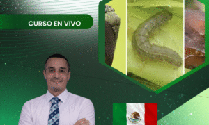 Insectos: Plagas Agrícolas