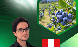Cultivo de arándanos