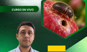 Manejo integrado de cochinillas y escamas en cultivos agrícolas